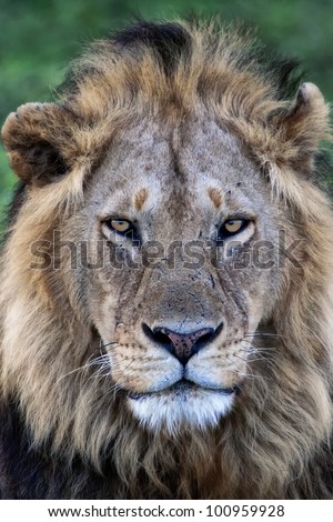 Lion eye contact