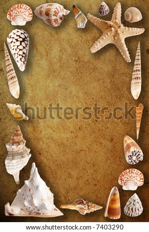 A piece of a skin and frame of shells