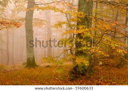 An image of mist in autumn forest. Autumn theme.