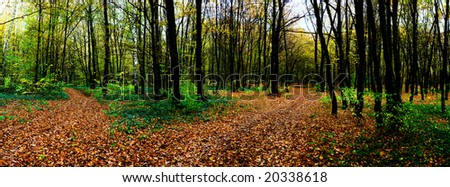 An image of a forest. Autumn theme.