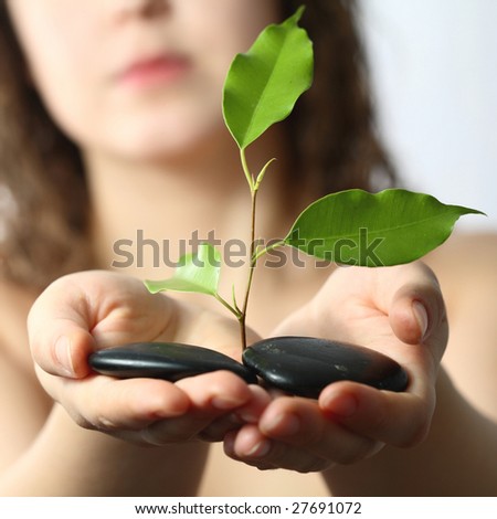Stock photo: an image of a plant and stones in hands
