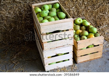 An image of boxes with green ripe apples