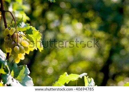An image of autumn golden berries of grapes