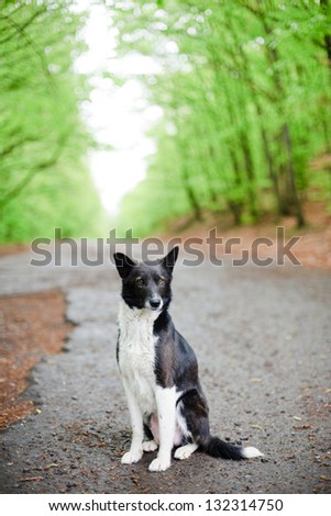 An image of a lonely dog sitting on a road