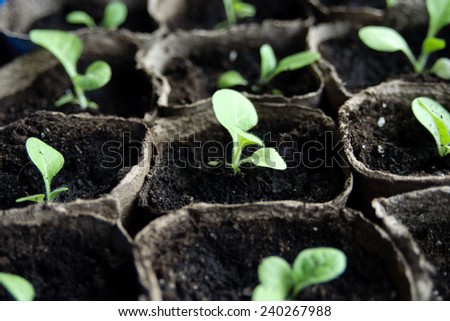 An image of seedlings in flowerpots