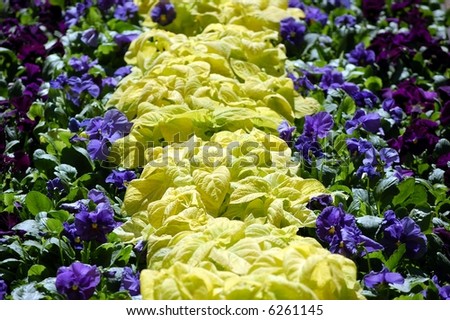 A flower bed with rows of yellow blue and purple flowers and leaves.