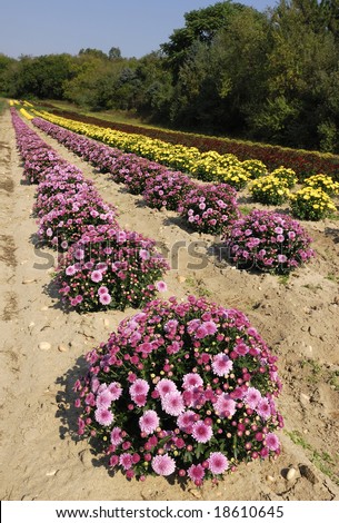 Colorful rows of mums on a clear autumn day.