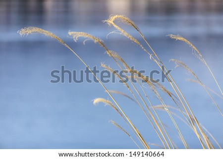 Dry Grass Against Fog by a Lake