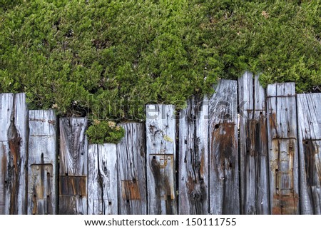 old wooden fence in garden with tree