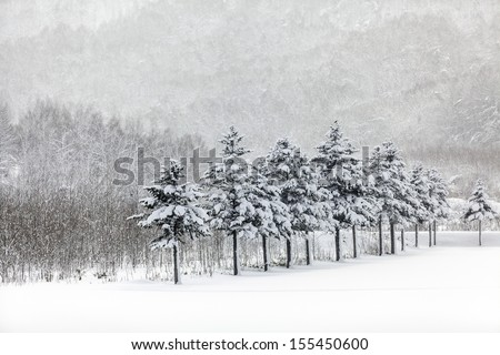 Winter scene of leafless trees