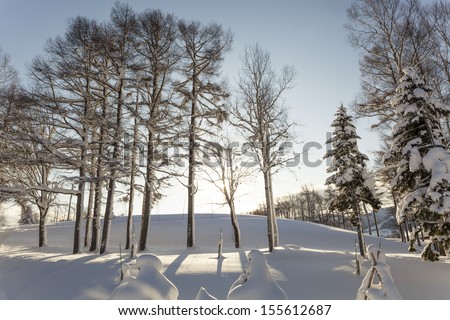 Winter scene of leafless trees in morning light