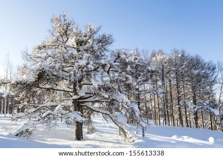 Winter scene of leafless trees in morning light