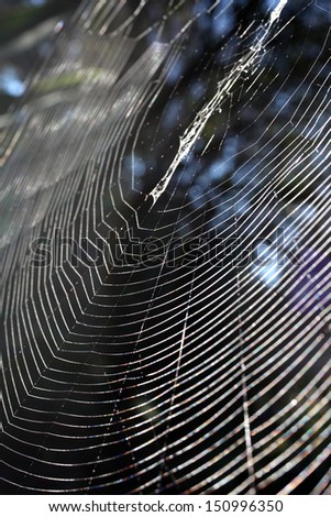 Spider\'s web shining in the early morning sun against the dark surrounding foliage.