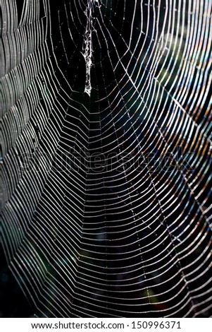 Spider\'s web shining in the early morning sun against the dark surrounding foliage.