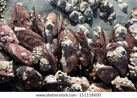 Mussels clinging to rocks in a tidal rock pool on the south coast of South Africa.