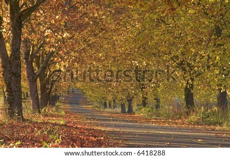 Pathway with nice autumn colors created by oak tree on either side of the road.