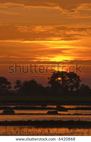 Beautiful sunset over the rich paddy fields of south india