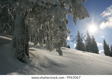 Sunshine and pine tree on winter