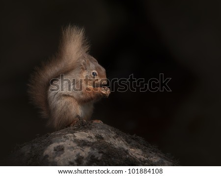 A low key portrait of a Red Squirrel doing what Red Squirrels do best - looking cute and eating. The squirrel is sitting on a granite boulder in the bottom of a Lake land river bed.