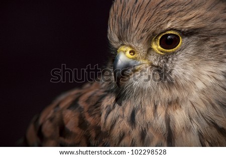 A close-up view of our best known bird of prey the Kestrel.  Everyone sees them, most take them for granted, but to get this close is a bit special.