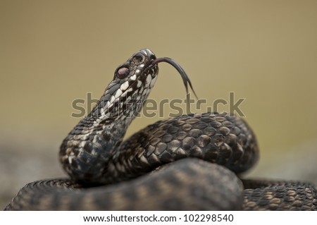 A male European Adder, Vipera berus, flicks his tongue to pick up taste molecules to pass to the Jacobson\'s Organ in the roof of his mouth.