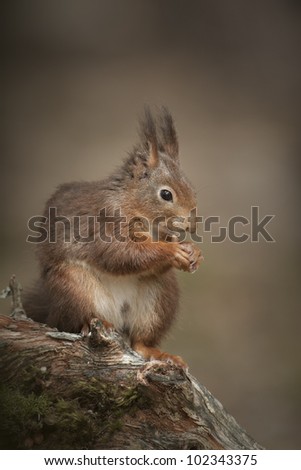 A male Red Squirrel from Formby Point. Sitting on a Red Pine stump, he\'s found the little parcel of peanuts I\'ve put under the moss for him.