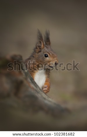 A Red Squirrel from Formby Point on the Wirral. Very cute and very tame, this male was photographed before the dreaded Squirrel Pox took its' toll.