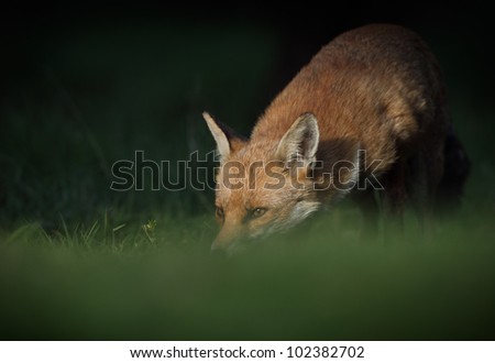 Stepping cautiously from the shadows of a thicket of Hawthorn, sniffing the ground for a scent of prey, this female Red Fox or Vixen needs to locate food to satiate the hunger of her litter of cubs.