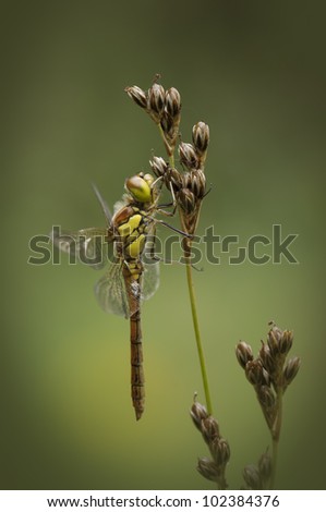 Summer is here when the Common Darter dragonflies begin to hatch.  This male is resting on the seed head of an early flowering plant.