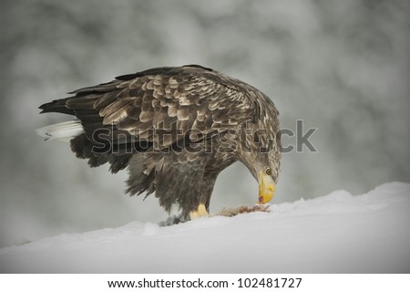 A White-tailed Eagle scavenging a fox carcass buried under the snow in the mountains of central Norway.