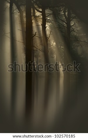 Crepuscular rays, or God rays, filter down through the trees of a flooded wood; their warmth cutting through the light mist that spread through the trees during the previous night.