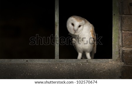A male Barn Owl in the empty window frame of a disused farm building.