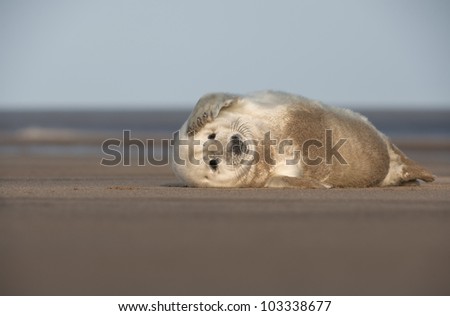 A young Grey Seal pup scratching the side of its\' face with its\' front flipper. Photographed at Donna Nook on the Lincolnshire coast in the United Kingdom.