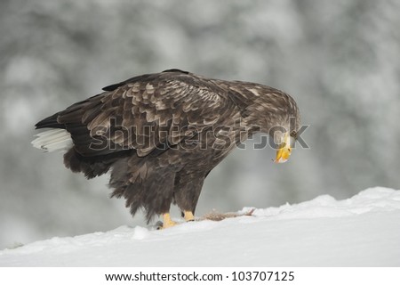 A male White tailed Eagle. The eagle is scavenging a fox carcass buried in deep snow.