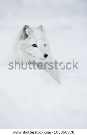 Female Arctic Fox in her full winter coat.