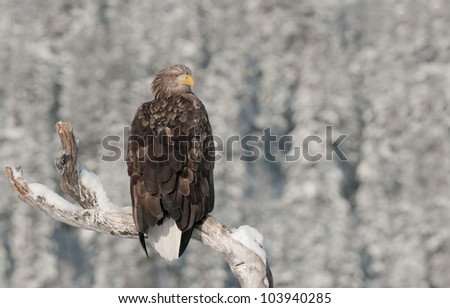A White tailed Eagle. Perched on the limb of a dead tree, looking to the right.