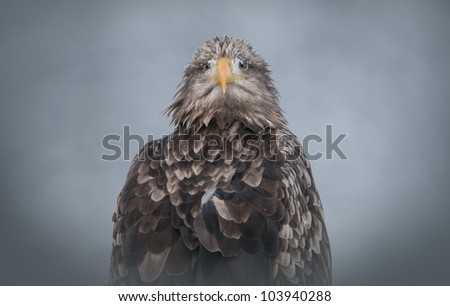 A White tailed Eagle. Looking back at the camera with its\' head turned 180 degrees