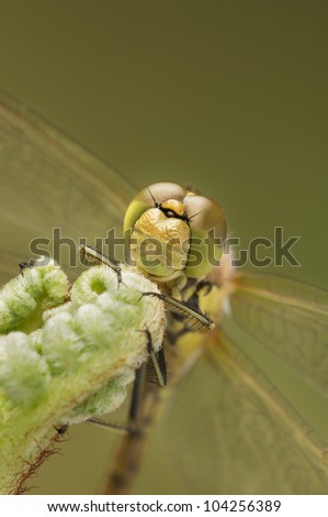 Common Darter dragonfly facial closeup. A closeup view of the compound eye and facial structure of a dragonfly, with some negative space for text at the top of the frame.