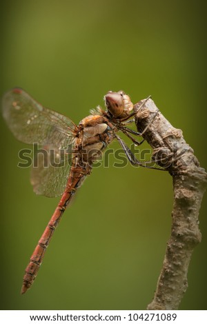 Common Darter dragonfly. A side on closeup of the eye structure, body hairs and leg spikes.