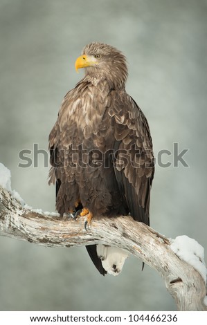 White tailed Eagle. Perching on a dead tree limb in winter. This image has negative space for text.