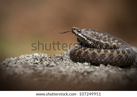 A European Adder. Basking on a lichen covered rock and tasting the air with its\' tongue.