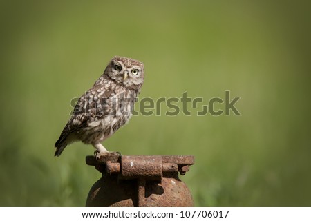 Little Owl (Athene noctua). A juvenile Little Owl perched on an old cast iron pipe and looking at the camera.