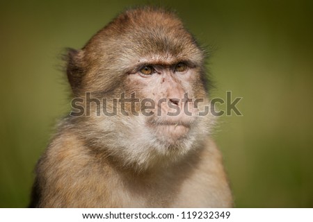 A close up of a male Barbary Macaque. A small piece of vegetation protrudes from its mouth. This macaque is a member of the free roaming Monkey Forest troop at Trentham in the United Kingdom.