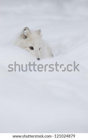 An Arctic Fox in its winter coat listens for the movement of a potetial meal under the snow.