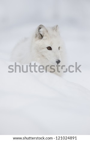 Arctic Fox in its fluffy white winter coat, with snow flakes on its nose. Listening for prey moving under the snow is something these foxes do constantly.