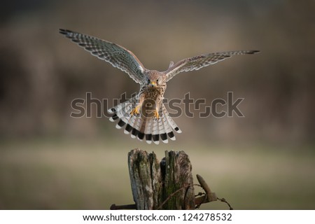 A female Kestrel about to land. Her eyes are fixed upon her chosen landing point.