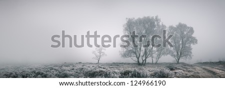 Panoramic landscape of isolated trees covered in frost against a backdrop of dense fog. The bright area in the sky is caused by the late afternoon sun.
