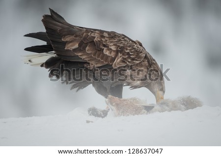 A White-tailed Eagle scavenging the carcass of a dead Red Fox in the depths of a Norwegian winter. When the sea freezes over they are forced to move inland to scavenge carrion in order to survive.