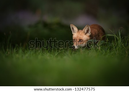 A Female Red Fox In The Dappled Light Of Early Morning.