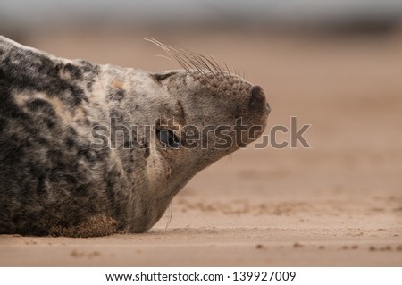 A close up of a large grey seal bull lying on his back.